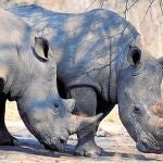 El rinoceronte negro, aunque no extinto, se encuentra en la Lista Roja de Especies Amenazadas, dentro de la categoría de Peligro Crítico
