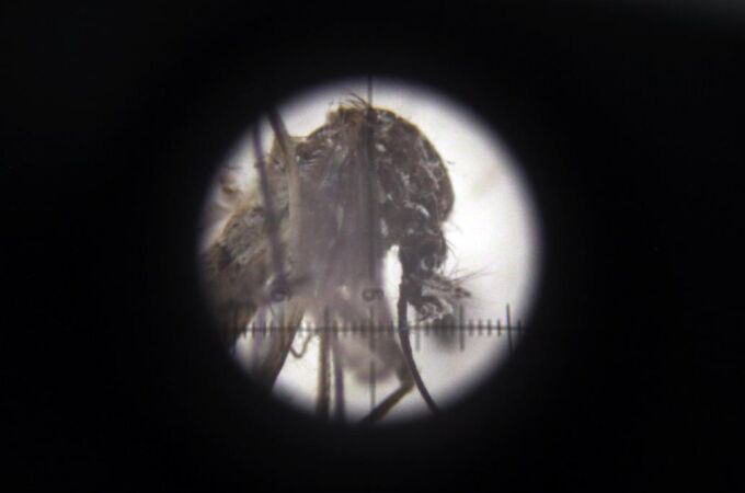 Un mosquito Aedes Aegypt visto al microscopio