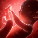 Un viaje al útero materno: ¿podemos recordar lo que vivimos allí dentro?