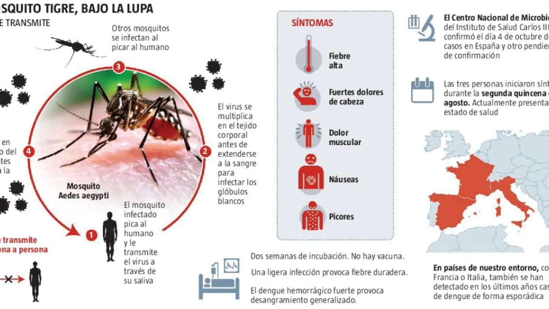 El mosquito tigre transmite el dengue en España