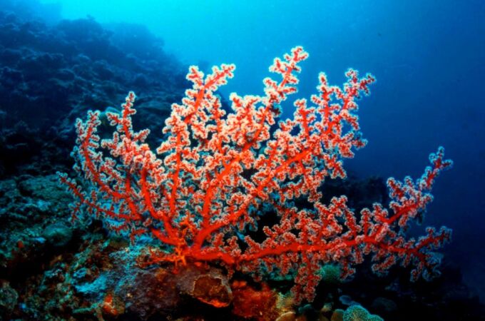 Corales cerca de la costa de Filipinas