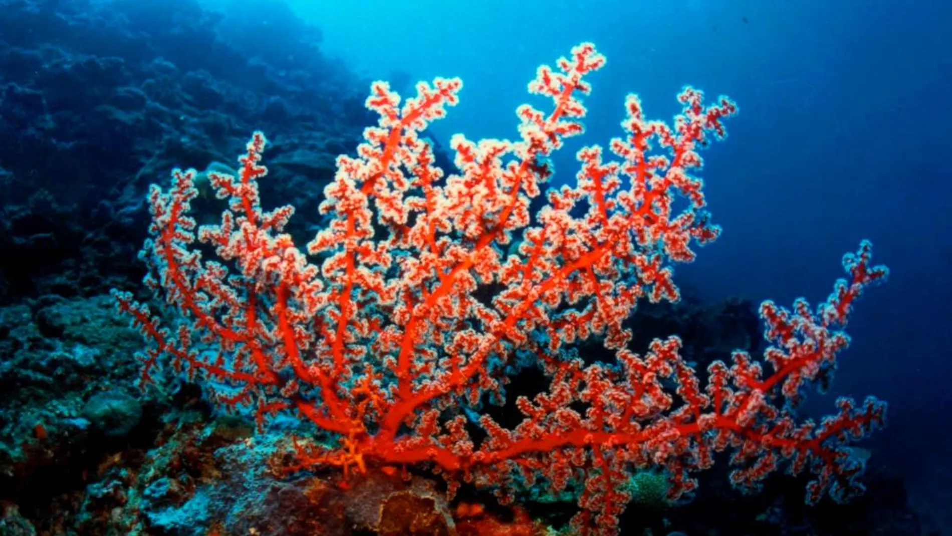 Corales cerca de la costa de Filipinas