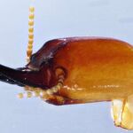 La nueva especie de termita Proneotermes macondianus