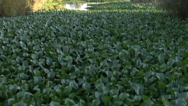 El camalote amenaza al Guadiana