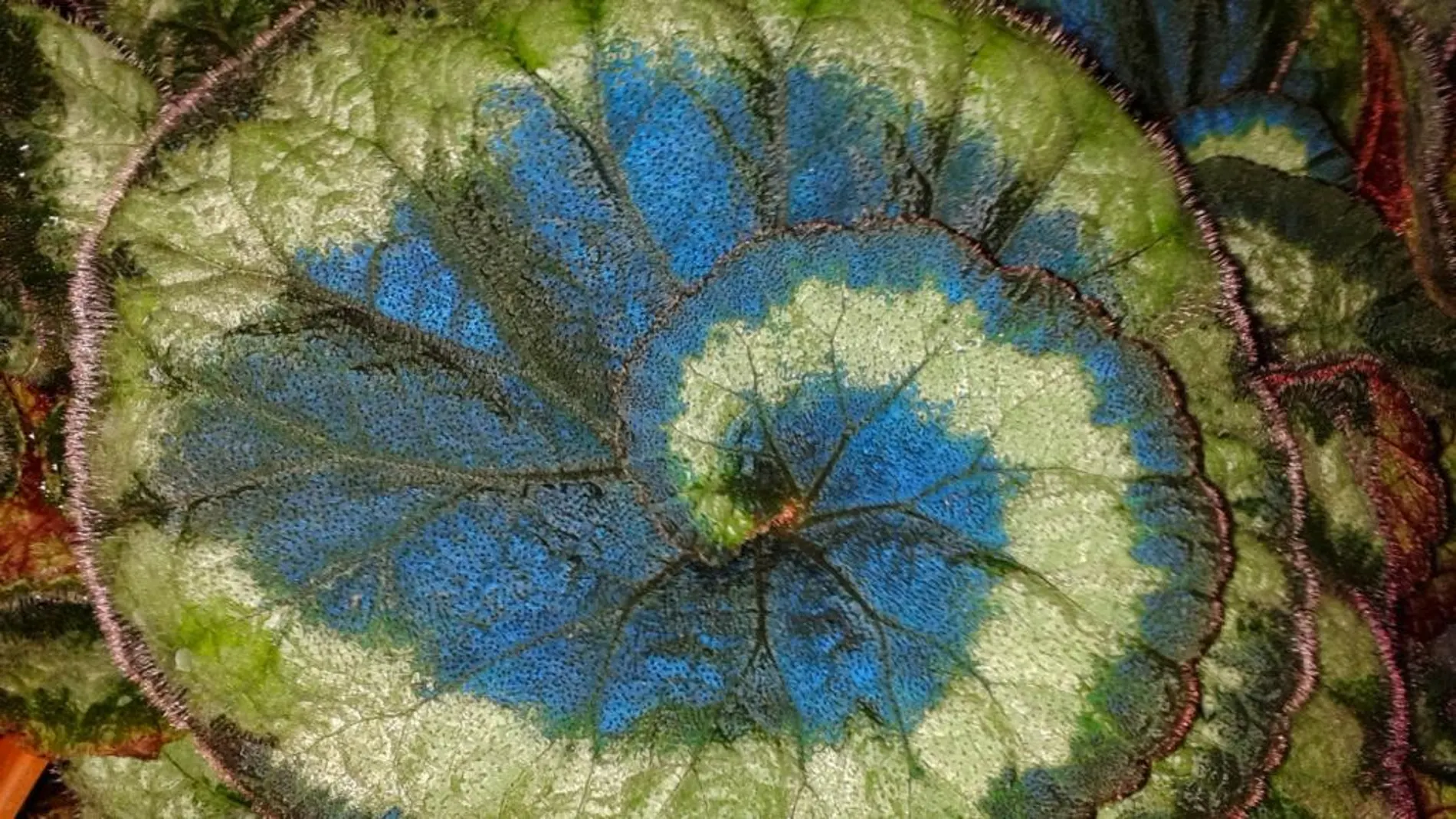 Una hoja de la llamativa Begonia pavonina