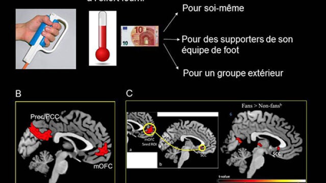 Gráfica del experimento. (A): el esfuerzo físico. (B): Implicación de la Corteza orbitofrontal (mOFC) y de la precuña del lóbulo parietal inferior en la motivación para ganar dinero para uno mismo u otro (ya sea del mismo grupo o no). (C): A la izquierda, conexión del córtex subgenual (SCC) con la corteza media orbitofrontal. Derecha: implicación del SCC en el apoyo al propio grupo