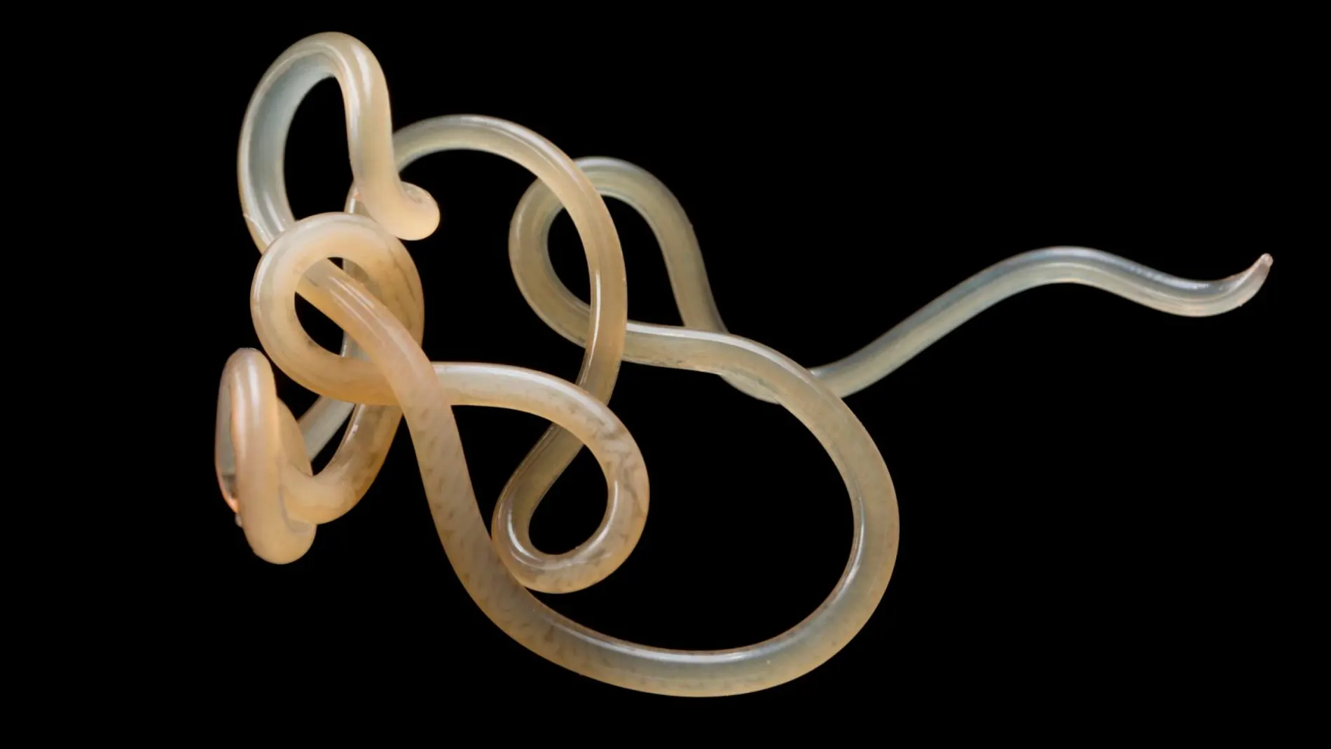 Los nematodos son uno de los organismos más comunes en la Tierra, y muchos son parásitos. Imagen: Hakai Magazine.