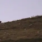  Los ciervos acuden a su cita pese a la sequía