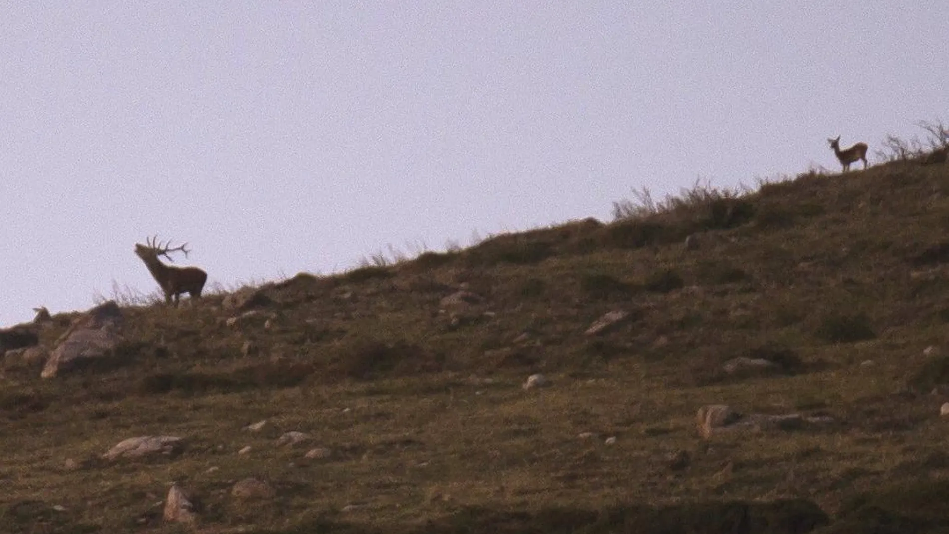 Un ciervo durante la berrea, una técnica de cortejo por parte de los ciervos para atraer a las hembras mediante berridos, en los Montes del Parque Natural del Saja-Besaya en Cantabria