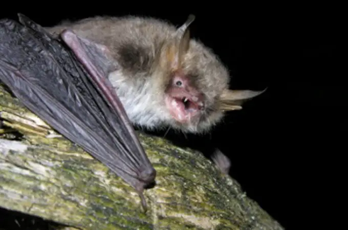 Halladas dos nuevas especies de murciélago