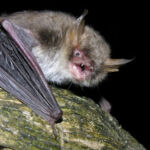 Ejemplar de murciélago ratonero críptico | CSIC