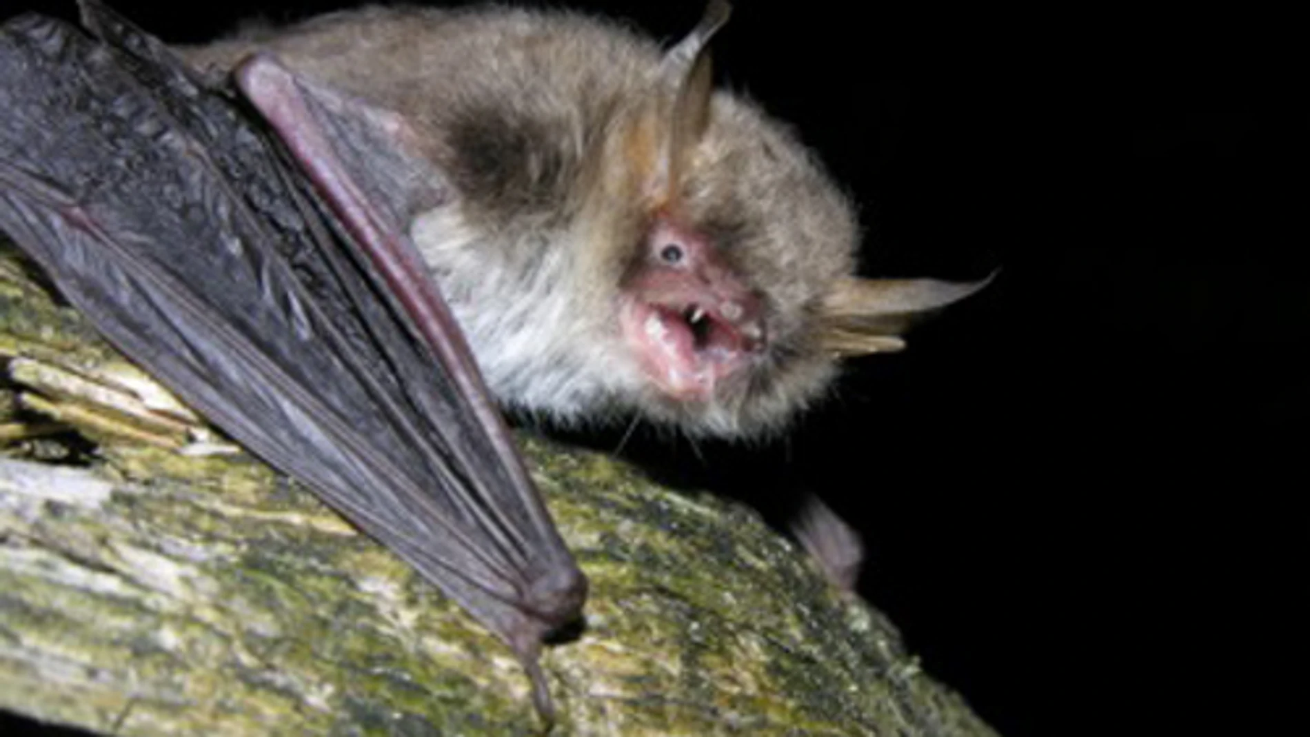 Ejemplar de murciélago ratonero críptico | CSIC