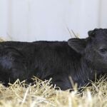 «Got», de la ganadería de Guardiola, supuso el primer eslabón en la clonación de toros de lidia