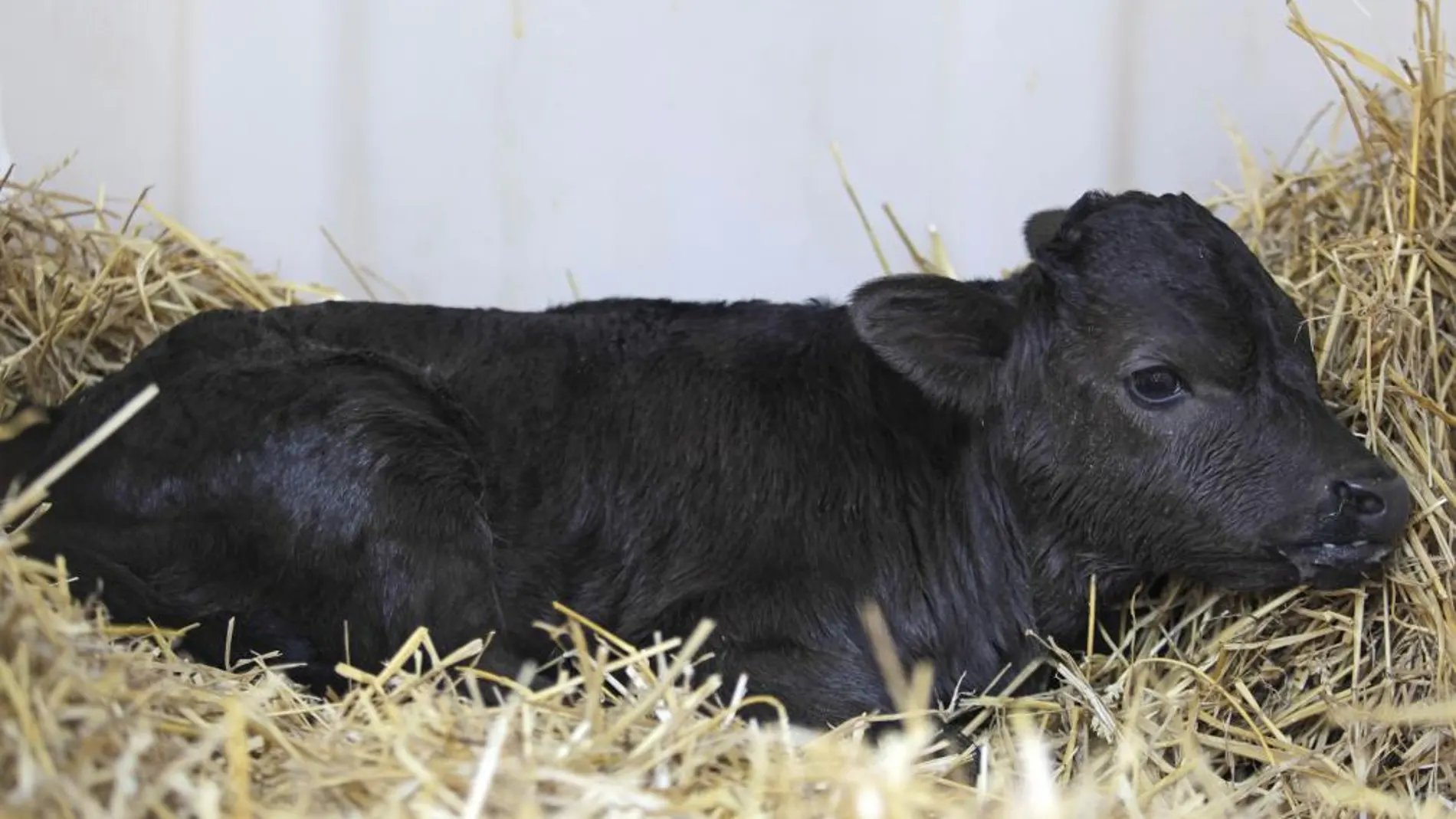 «Got», de la ganadería de Guardiola, supuso el primer eslabón en la clonación de toros de lidia
