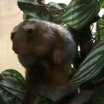 Nacen Freddy y Paulina, los osos hormigueros más pequeños del mundo