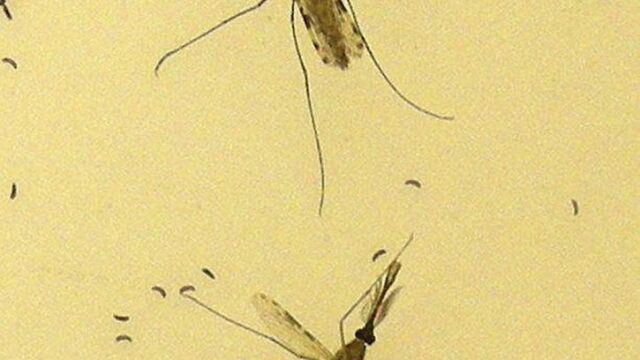 Dos mosquitos causantes de la malaria