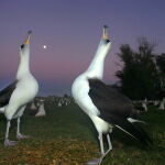 Dos ejemplares de albatros, una especie que se compromete de por vida con su pareja, en pleno rito de cortejo / Efe