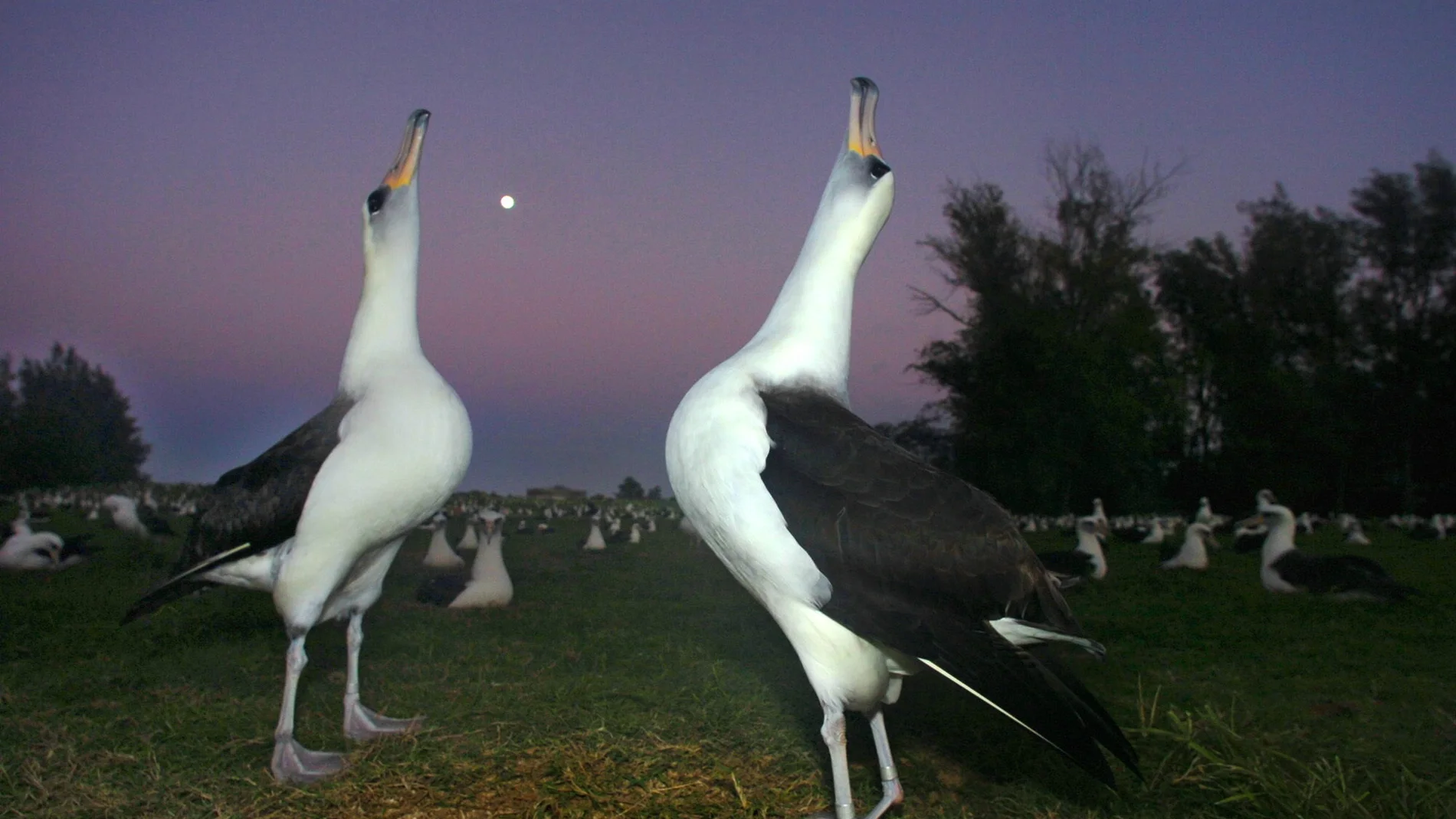 Dos ejemplares de albatros, una especie que se compromete de por vida con su pareja, en pleno rito de cortejo / Efe