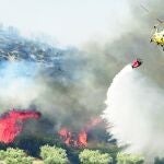 Un incendio arrasa un olivar en Campo Real