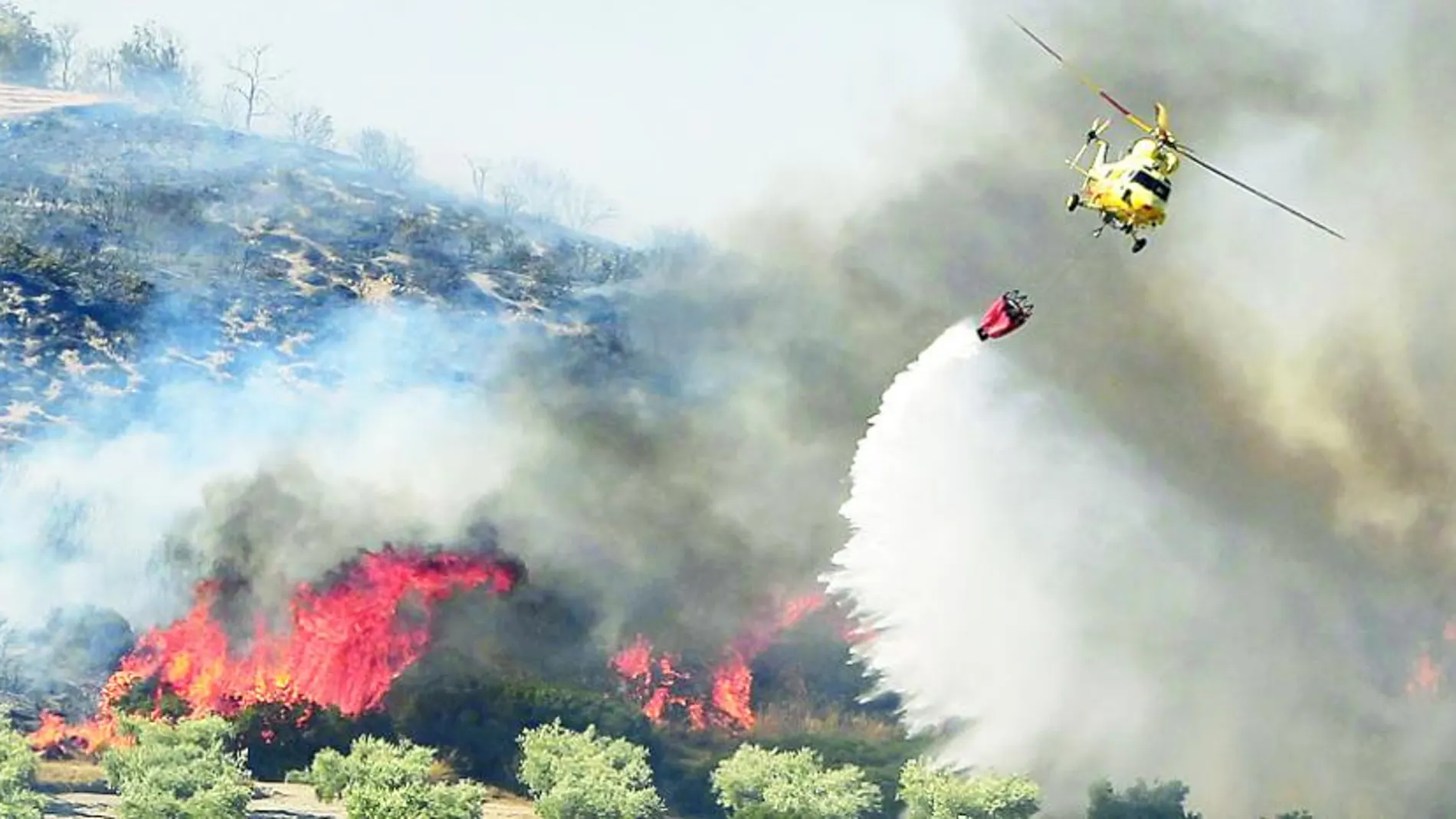 Un incendio arrasa un olivar en Campo Real