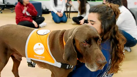 «Compludog» está dirigido a los alumnos de la universidad que sufren de estrés y ansiedad a lo largo de su carrera