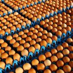 Francia ha identificado seis nuevos centros de transformación (14 en total hasta ahora) y 40 establecimientos mayoristas que han importado en Francia 45,4 toneladas de derivados de huevos contaminados con fipronil