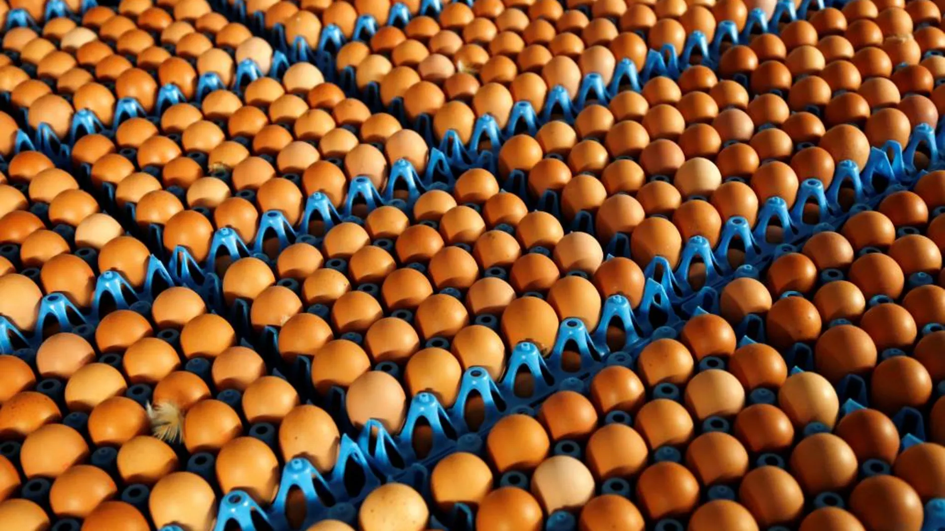Francia ha identificado seis nuevos centros de transformación (14 en total hasta ahora) y 40 establecimientos mayoristas que han importado en Francia 45,4 toneladas de derivados de huevos contaminados con fipronil