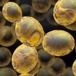 Los investigadores lograron modificar los hábitos reproductivos de la Saccharomyces cerevisiae