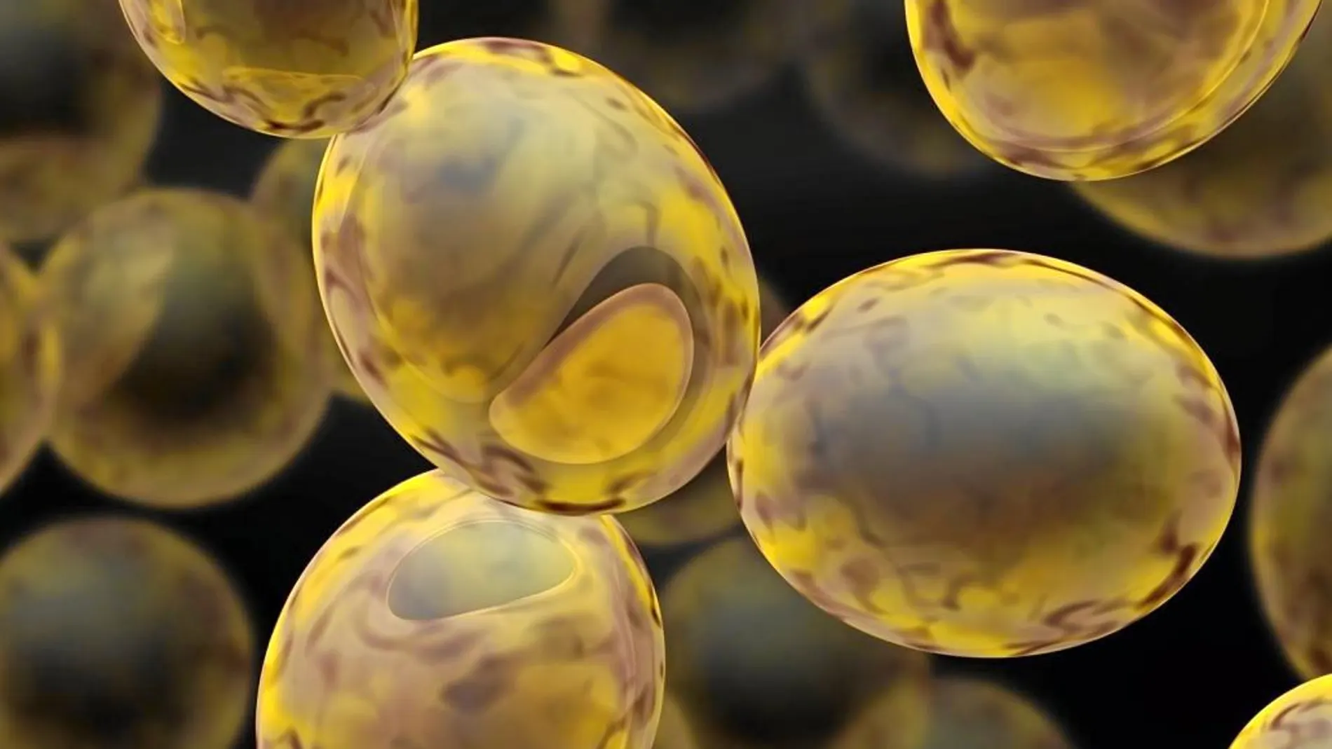 Los investigadores lograron modificar los hábitos reproductivos de la Saccharomyces cerevisiae