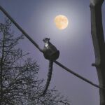Los lemures son algunos de los animales del zoológico que más actividad nocturna tienen