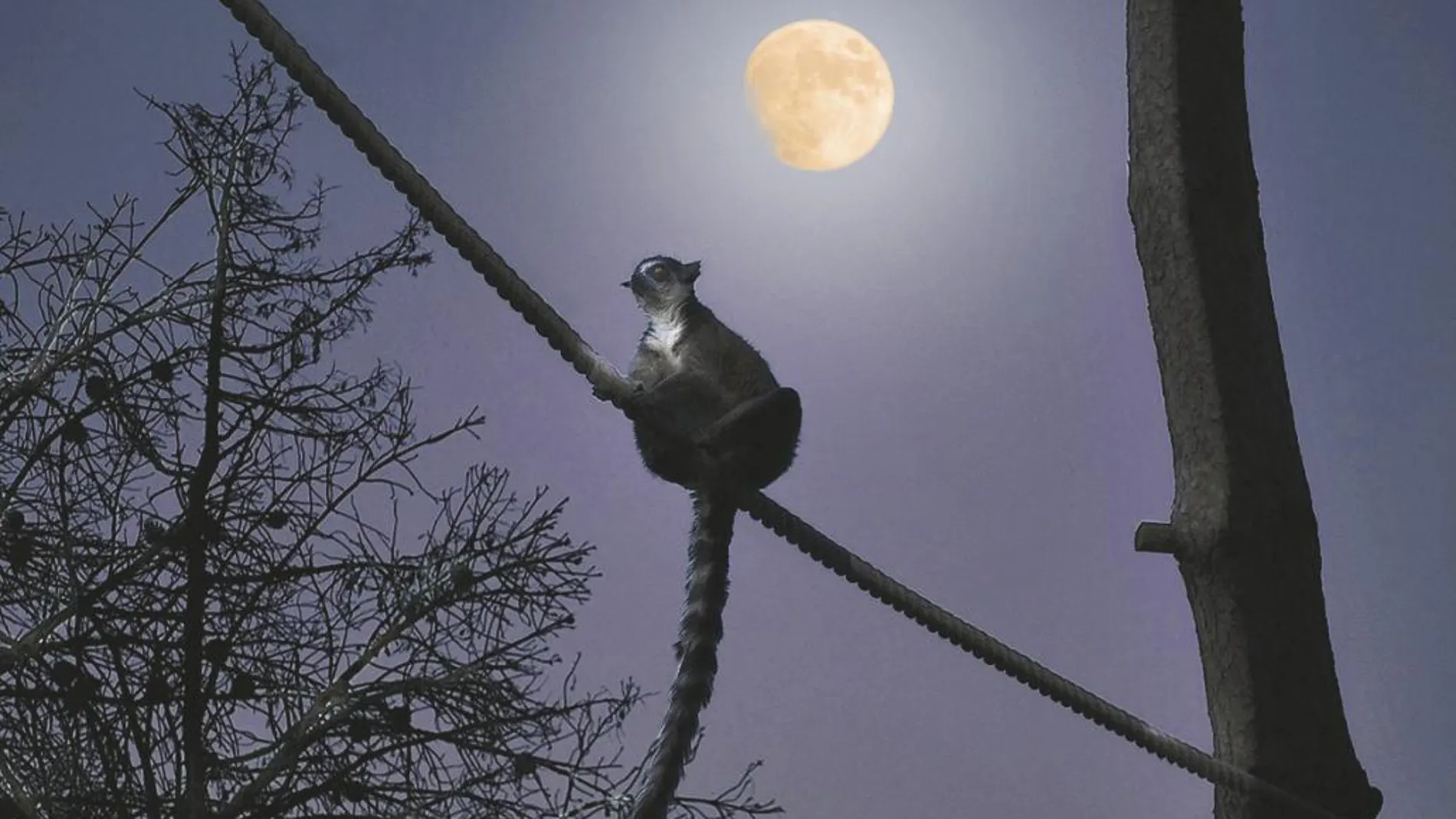 Los lemures son algunos de los animales del zoológico que más actividad nocturna tienen