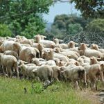 El consumo de ovino se desploma hasta dos kilos por persona al año