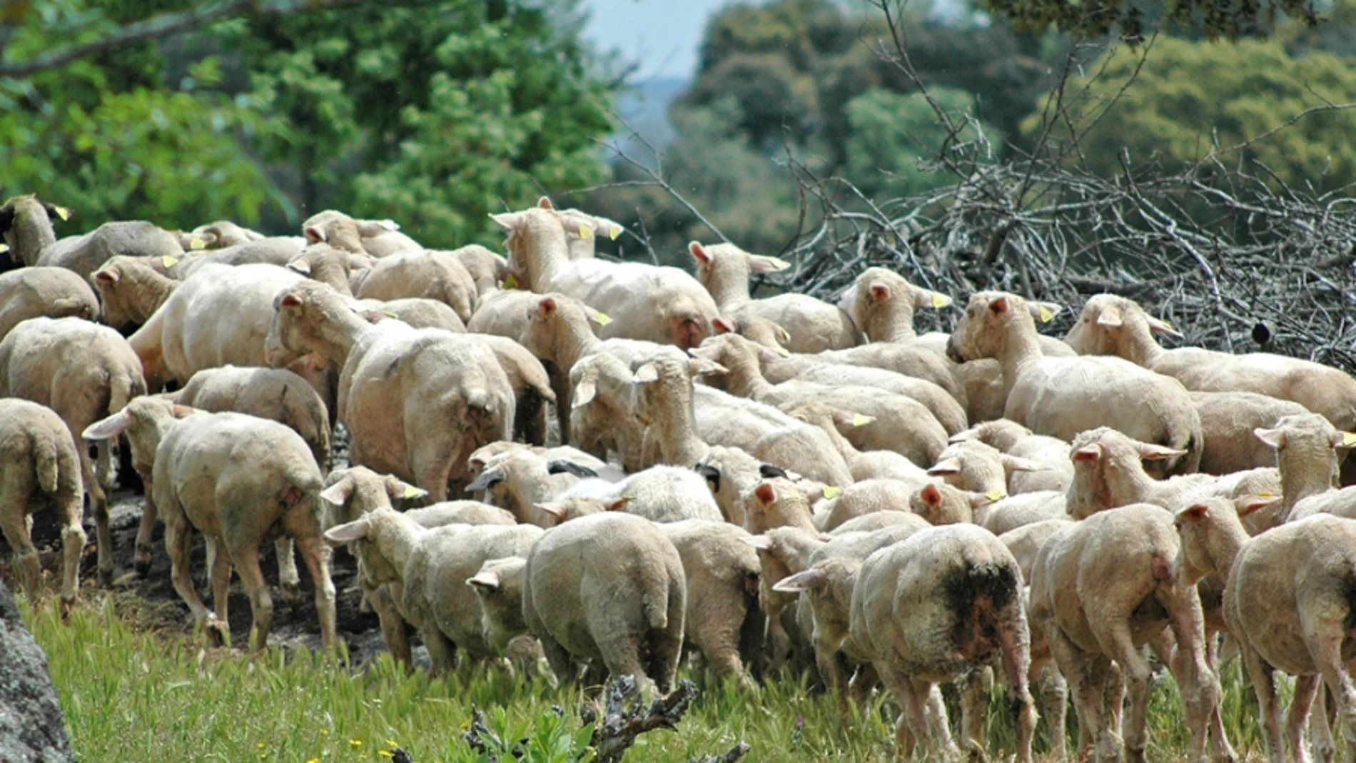 El consumo de ovino se desploma hasta dos kilos por persona al año