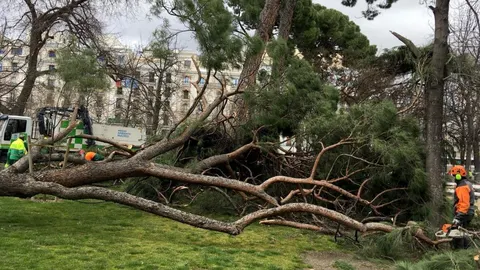Vista del lugar en el que hoy un niño de 4 años ha fallecido hoy tras caerle un árbol encima en el parque del Retiro, en Madrid
