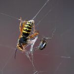Una abeja y una araña, dos de las especies amenazadas por los pesticidas y la urbanización