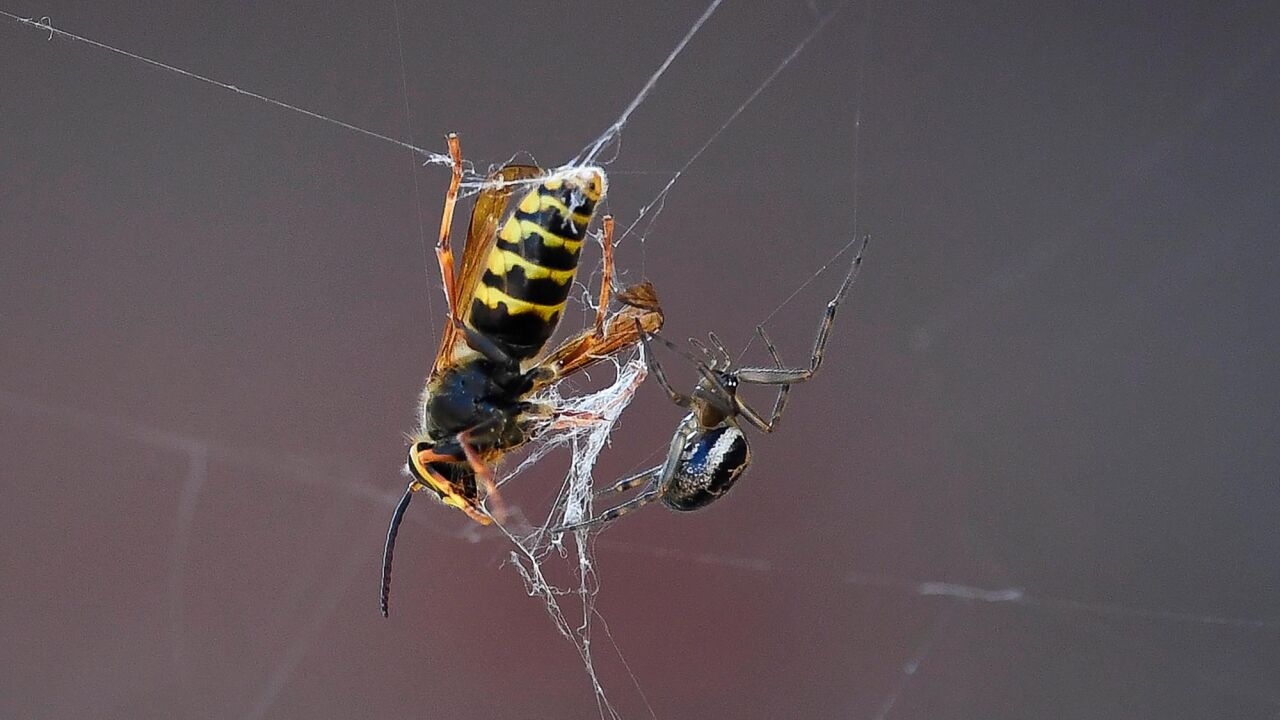 Más del 40% de las especies de insectos se encuentran en peligro de ...