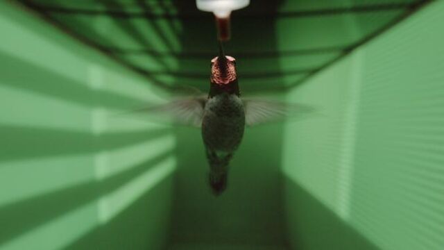 Uno de los colibrí de Ana empleados para el experimento
