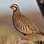 Las perdices de granja tienen problemas al criarse en cautividad porque no están en contacto con sus predadores naturales