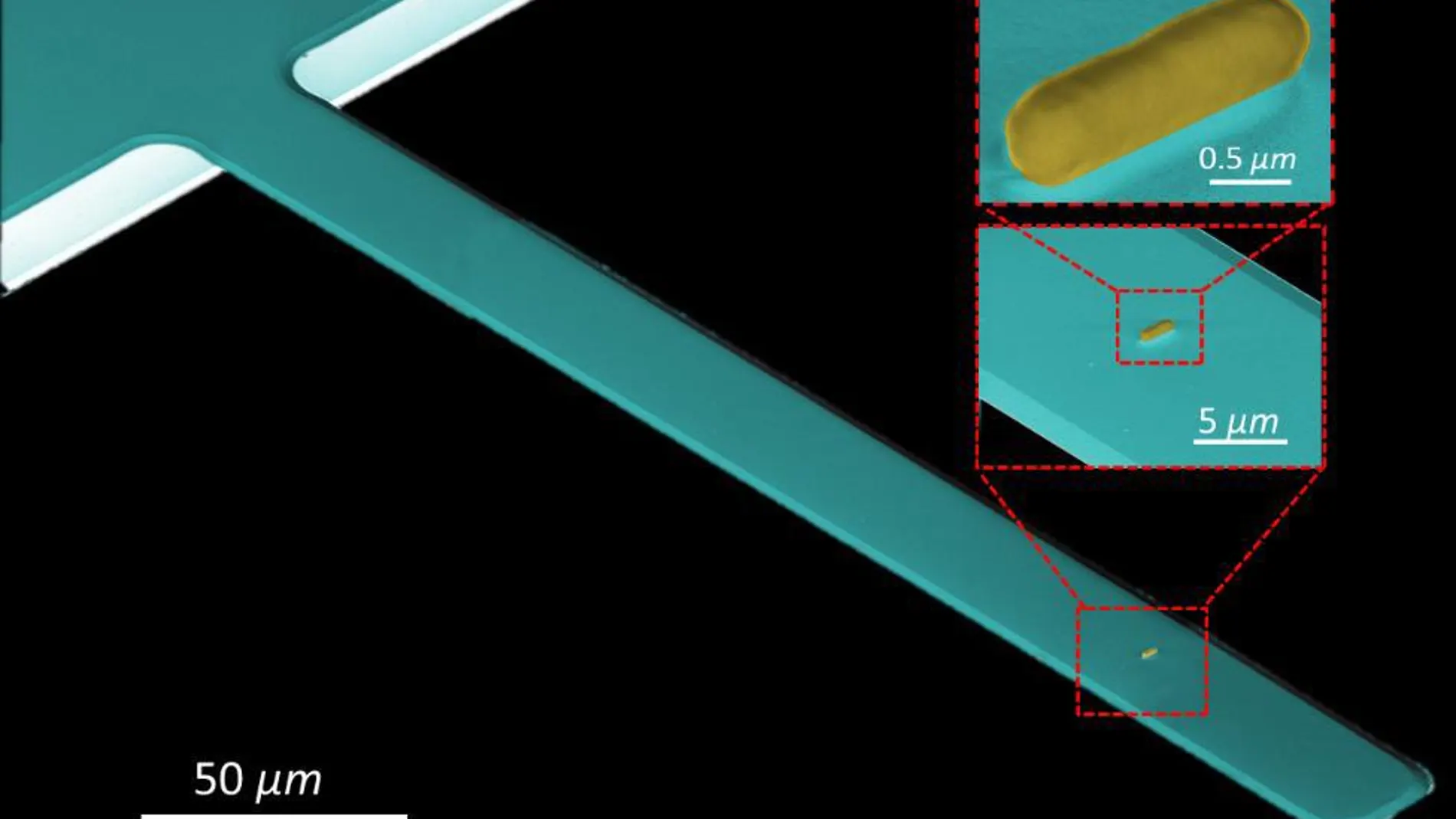 Una técnica desarrollada por el CSIC permite detectar bacterias y virus por su masa y rigidez mecánica