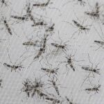 Un grupo de mosquitos de la familia Aedes aegypti, responsables de los contagios