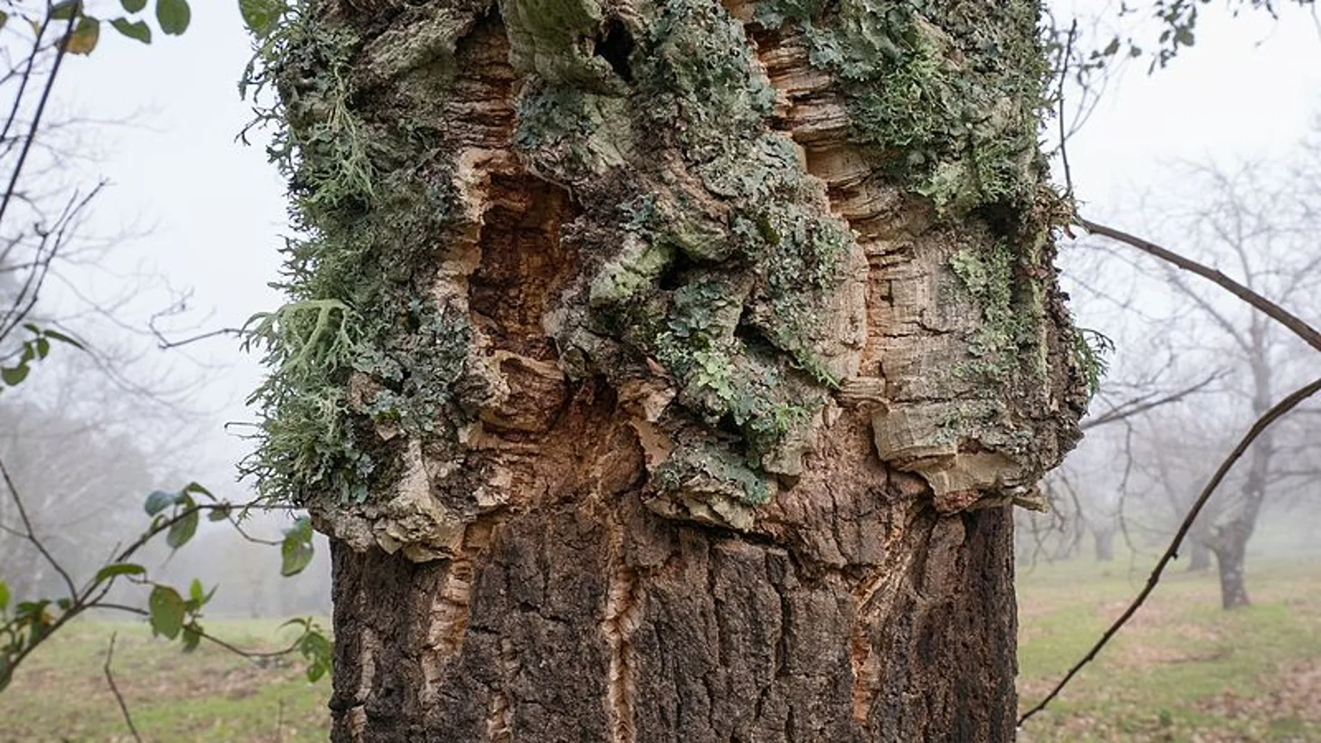 Ejemplo de liquen en el tronco de un árbol