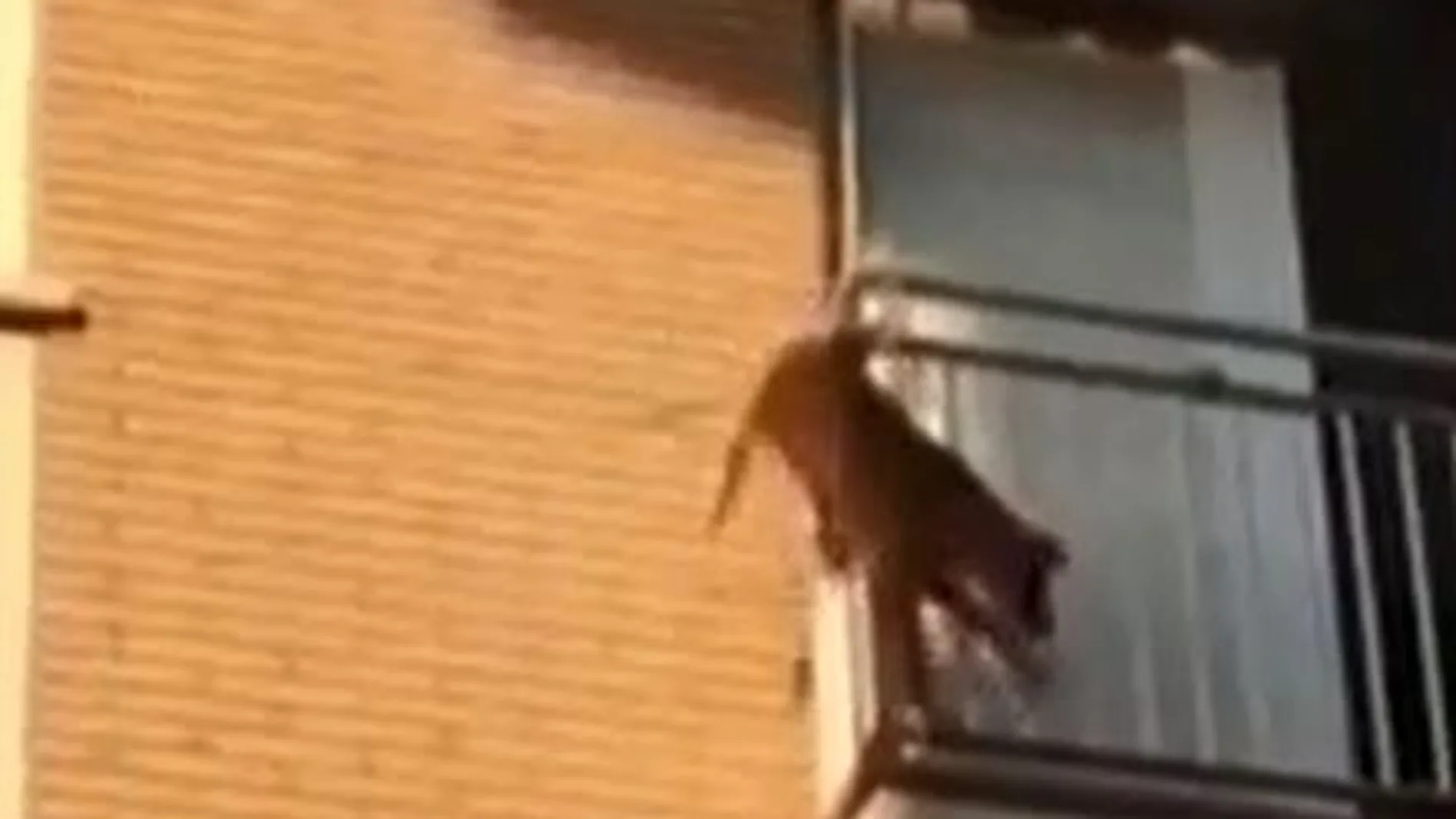 Un perro salta desde el balcón tras pasar varias horas al sol y sin agua