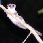 Un ejemplar de lemur enano de Madagascar