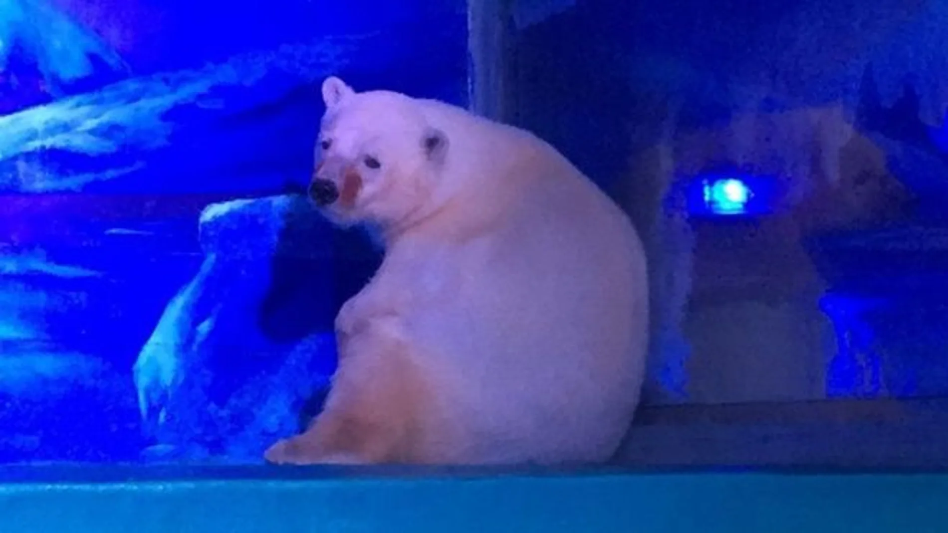 Un millón de personas piden la libertad de Pizza, «el oso polar más triste del mundo»