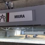 Los toros de Miura en los Corrales del Gas de Pamplona / N.R.