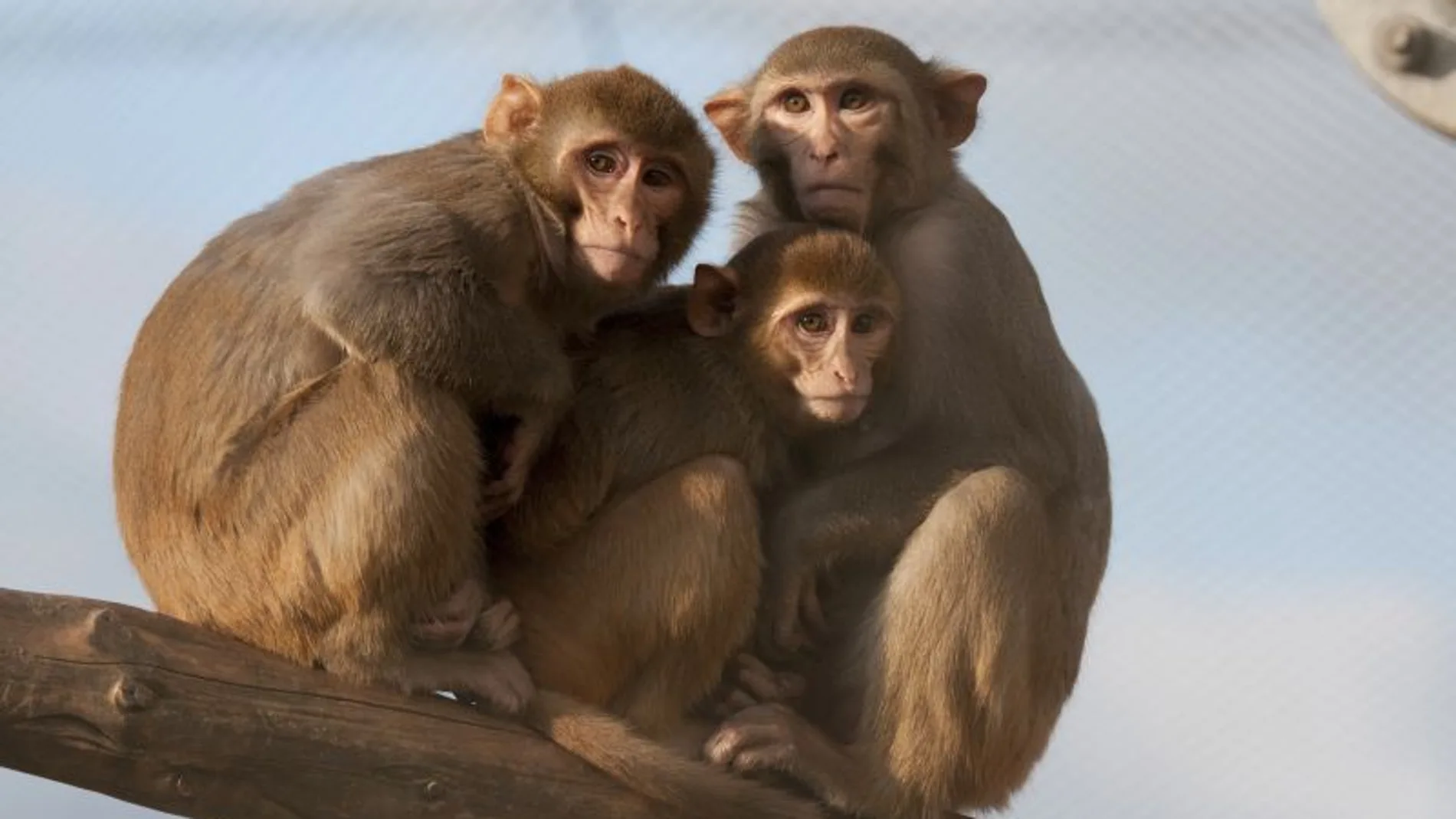 Macacos rhesus utilizados en el experimento por el DPZ