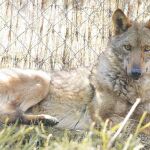 Se estima que en la Península hay unos 1.500 - 2.000 ejemplares de lobo