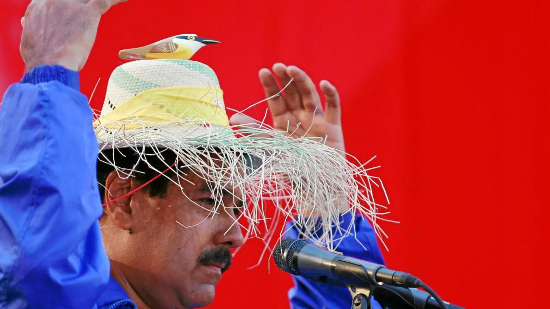 Maduro se presenta ante sus seguidores en el Estado de Vargas con un sombrero y un pájaro. Hace dos semanas dijo que Chávez se le apareció en forma de «pajarito»