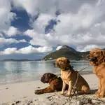 Perros en una playa de Mallorca.