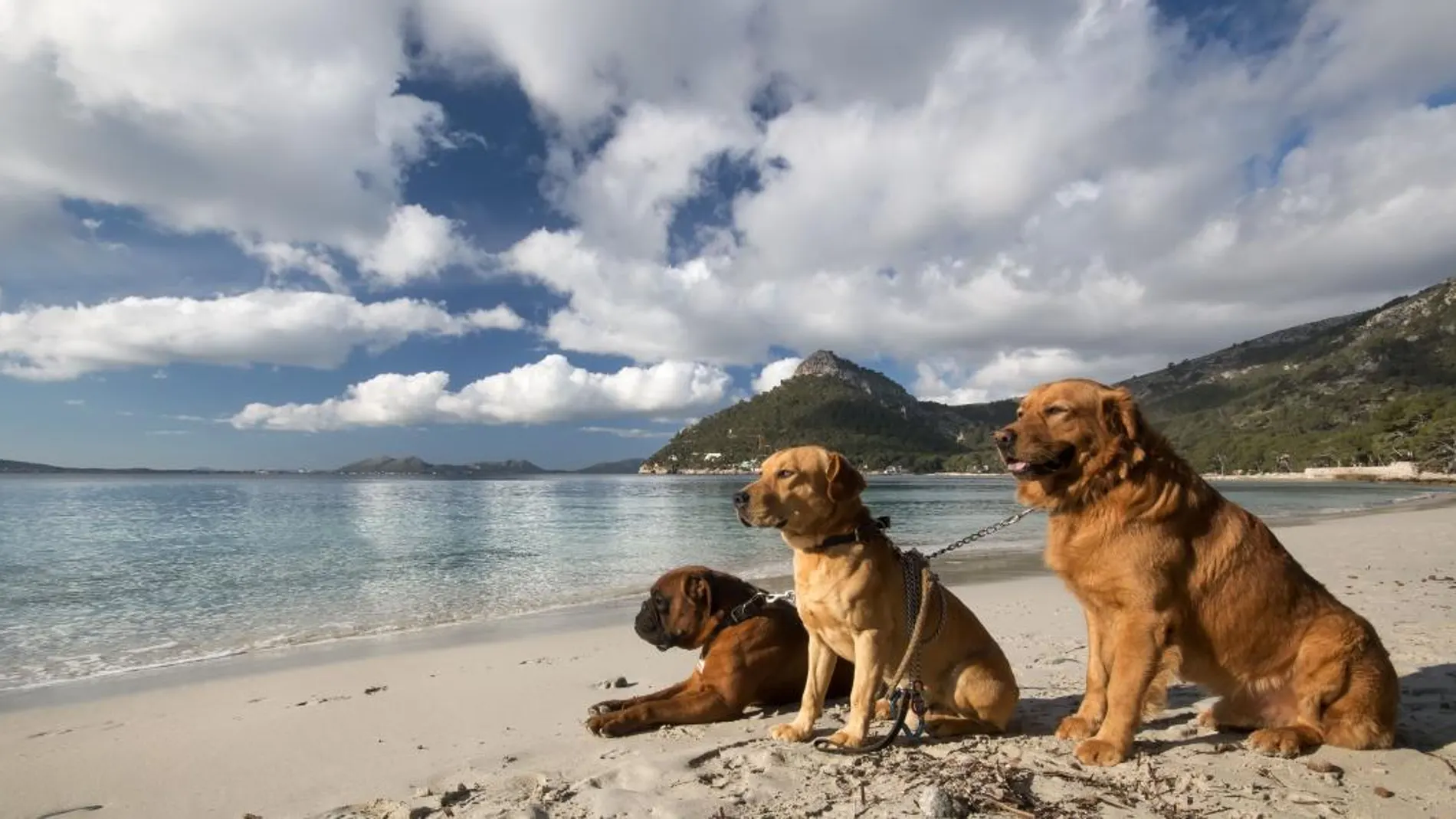 Perros en una playa de Mallorca.